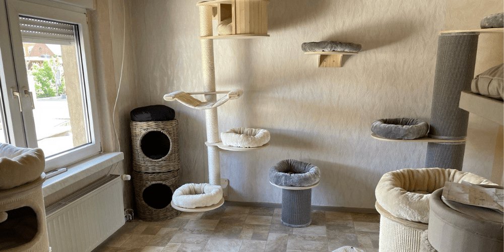 Katzenpension in Perleberg - Brandenburg