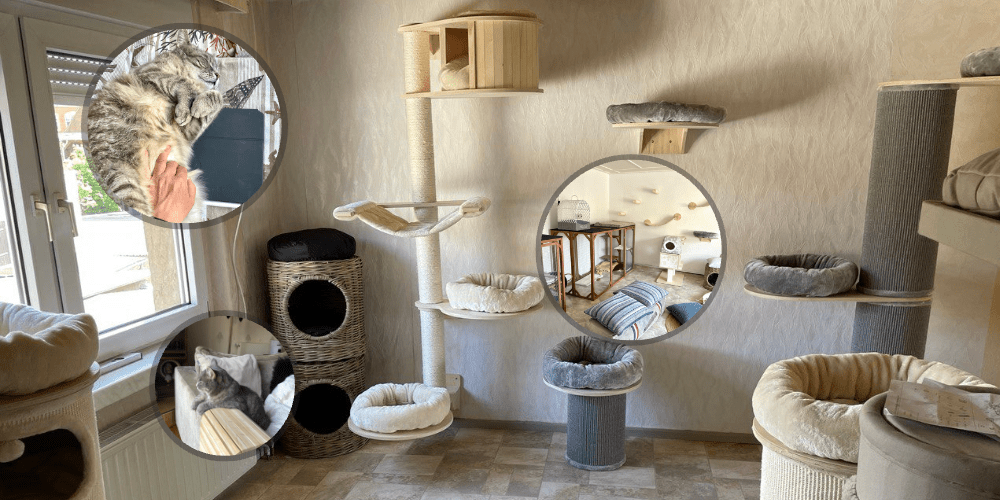 Katzenpension in Perleberg - Brandenburg