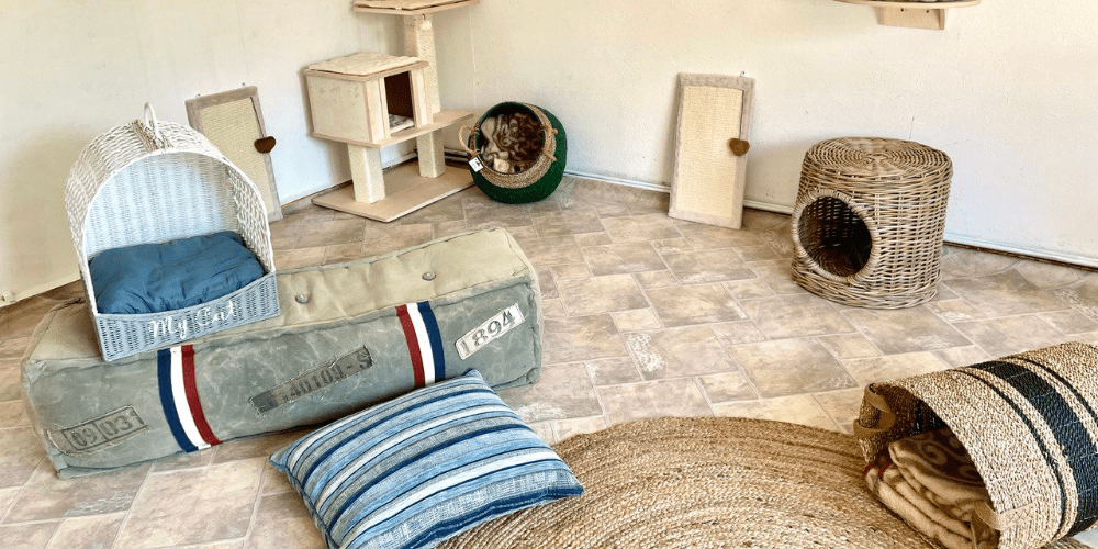 Katzenpension in Perleberg - Brandenburg