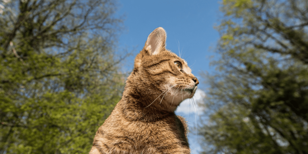 Katzenpension in Perleberg - Brandenburg