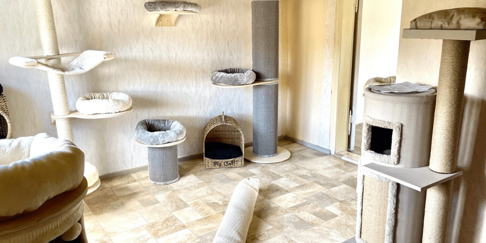 Katzenpension in Perleberg - Brandenburg