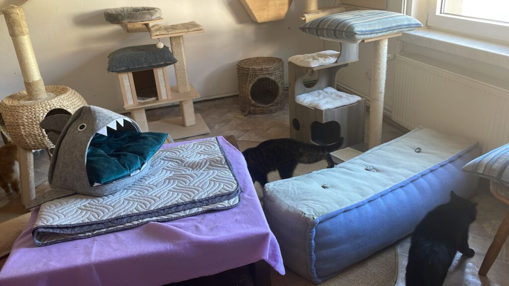 Katzenpension in Perleberg - Brandenburg