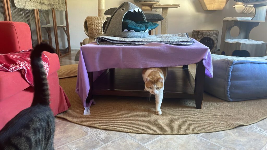 Katzenpension in Perleberg - Brandenburg