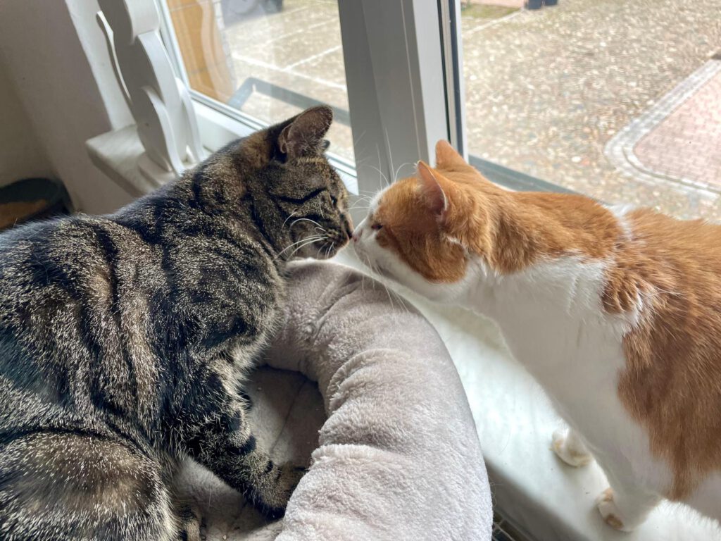 Katzenpension in Perleberg - Brandenburg