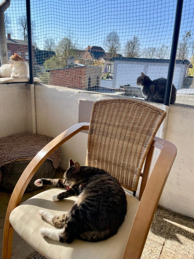 Katzenpension in Perleberg - Brandenburg