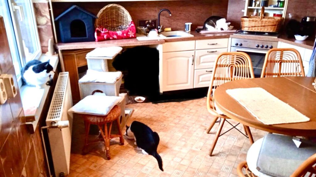 Katzenpension in Perleberg - Brandenburg