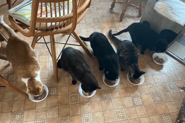 Katzenpension in Perleberg - Brandenburg