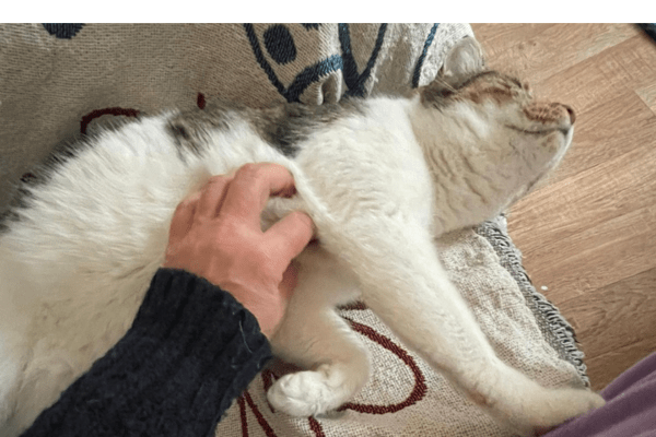 Katzenpension in Perleberg - Brandenburg