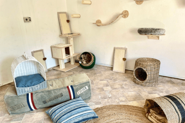 Katzenpension in Perleberg - Brandenburg