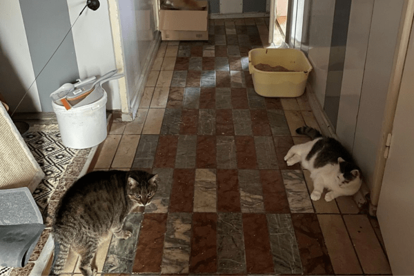 Katzenpension in Perleberg - Brandenburg