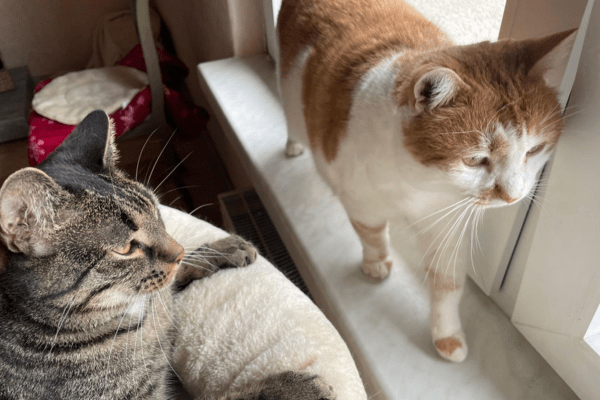 Katzenpension in Perleberg - Brandenburg