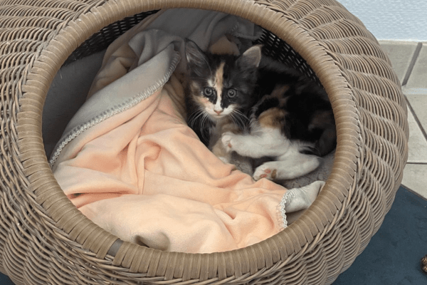 Katzenpension in Perleberg - Brandenburg