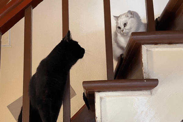 Katzenpension in Perleberg - Brandenburg