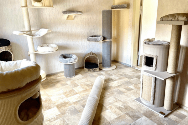 Katzenpension in Perleberg - Brandenburg