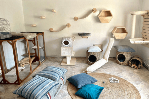 Katzenpension in Perleberg - Brandenburg