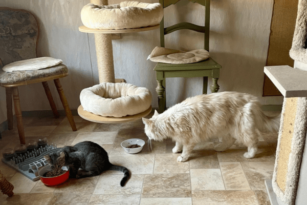 Katzenpension in Perleberg - Brandenburg