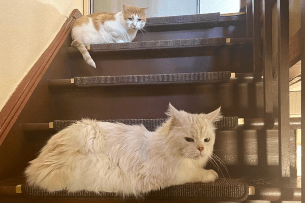 Katzenpension in Perleberg - Brandenburg