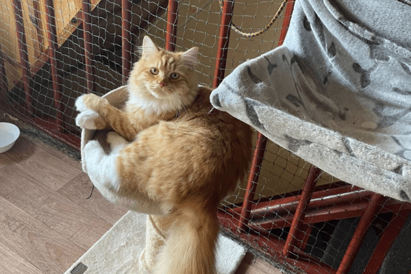 Katzenpension in Perleberg - Brandenburg