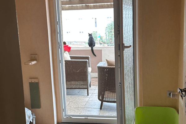 Katzenpension in Perleberg - Brandenburg